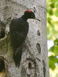 Schwarzspecht_female