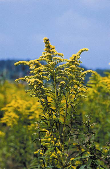 Kanadische Goldrute