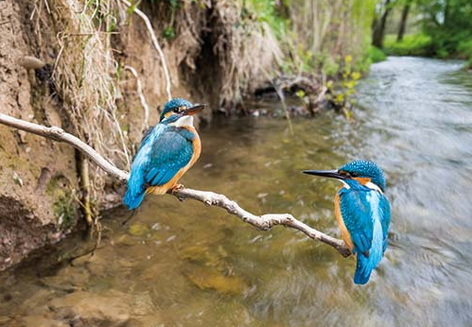 BirdLive, Vogel des Jahres 2026