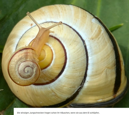 Pro Natura Tier des Jahres 2025