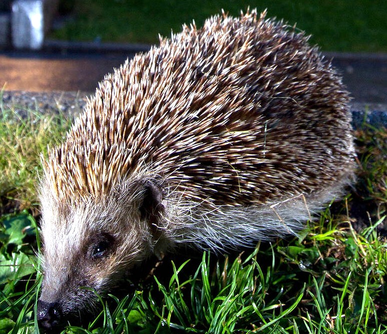 Pro Natura Tier des Jahres 2026